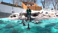 Pogledajte pingvine kako ručaju na toplom beogradskom suncu: Ovako se uživa u doba korone