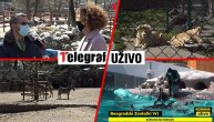 Bele rode svile gnezdo, očekuju se i prinove: Beogradski Zoo vrt u doba korone donosi lepe vesti