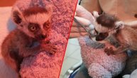 Maleni lemur ima samo 108 grama i ime koje u ljudima budi užaš