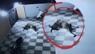 Pas je mirno spavao u dvorištu kada je uskočio leopard: Počela je ljuta borba za život ili smrt