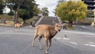 Dok su ljudi izolovani po kućama, gradove polako osvajaju životinje