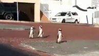 Pingvini zauzeli ulice u Južnoj Africi