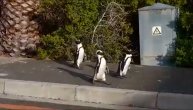 Ne, nisu oni iz crtaća: Grupa nestašnih pingvina prošetala je pustim Kejptaunom