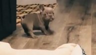 Zec da nije? Beba buldog više skakuće nego što hoda