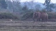 Ni manjeg psa, ni većeg junaka: Mališa oterao krdo slonova koje je išlo ka selu