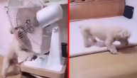 Pudlica iskoristila praznu gajbu da sebi napravi ugođaj i rashladi se
