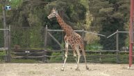 Prvi Zoo vrt u Srbiji otvorio vrata