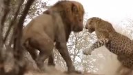 Ne diraj lava dok spava, on će tebe: Kralj džungle krvoločno napao leoparda