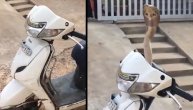 Njegov motor nije brz ali zato ujeda: Seo je da se provoza, a onda je iz volana izletela kobra