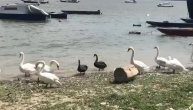 U moru belih labudova usnimili smo crne ljubavnike