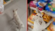 Mačka objasnila: Ušla u prodavnicu i pokazala šta želi