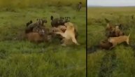 Okršaj matrijarhata: Desetine hijena opkolilo i savladalo lavicu, a onda su uletele njene drugarice