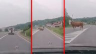 Krava otvorila vrata na kombiju usred vožnje i lagano se išetala: Vožač ni da se okrene