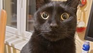 Zift, beogradski mačak koji više od slanine voli travu