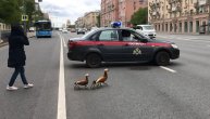 Kad oni prolaze, sve stoji: Porodica pataka zaustavila saobraćaj u Moskvi