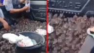 Još jedan užas sa kineske pijace: Žene guraju ruke u prikolicu punu žaba