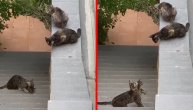 Kakav prizor: Mačka u akciji spasavanja mačeta