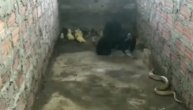 Kobra napala živinarnik, hrabra ćurka branila svoje malde, ali i piliće i pačiće
