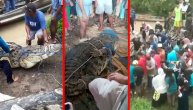 Krokodil udavio devojku, meštani izvukli reptila od pet metara i otkrili da nema nijedan zub