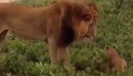 Jedna je majka: Uplašenog lavića iz kandži "kralja" izvukla mama lavica