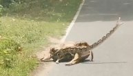 Lane se borilo za život, delovalo je da je piton došao do plena: Ipak, spasli su ga prolaznici