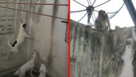 Zauzeo "direktorsku pozu" i nervirao ih: Majmun nije trepnuo dok su psi bili u frasu