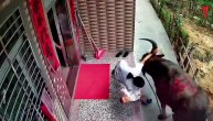Sumanuto! Razjareni bufalo napao mamu dok je ljubila i grlila bebu, žena se jedva spasila