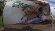 Divljač na putu: Srndać preskakao kolovoz pa razvalio prikolicu u pokretu