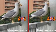 Galeb sleteo Lepoj Breni na terasu i nije hteo da se makne