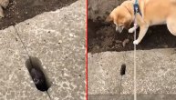 "Šta ćeš u toj rupi, izađi da se igramo... Ili ipak ne!": Pas se isprepadao od lasice