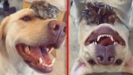 Kvočka da nije? Labradorka usvojila piliće, još samo da ih nauči da laju