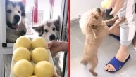 Tri prelepa malamuta su dobila poslasticu, a onda se u kadru pojavljuje najsmešniji pas ikada