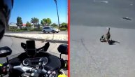 Jurio je motorom po gradu, kad mu se na putu preprečilo nešto najslađe - četa pačića!