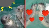 Mrzim što te volim! Ove foke su slika i prilika svakog para u vezi