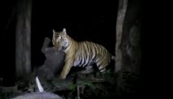 Hladne oči predatora: Tigar ulovio bespomoćno mladunče slona, a onda se okrenuo prema lovočuvarima
