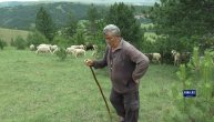 Ljubinko čuva jedno od najvećih stada: Ovo je zarada srpskog čobanina