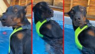 "Jao majko, šta je ovo?" U dodiru s vodom "veliki strašni" doberman postaje kukavica