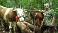 Milan i Milojko s volovima izvlače teška drva na Zlatiboru: Rabadžiluk je jedan od najtežih poslova