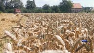 Njive u zapadnoj Srbiji nisu idealne samo za maline: Proizvođači pšenice zadovoljno trljaju ruke