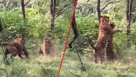 Krvoločna borba za srce ženke: Kad se sukobe dva bengalska tigra, spasavaj živu glavu