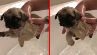 Tužni mops ne voli da se kupa, a njegov izraz lica će vas slatko nasmejati
