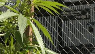 Posadili marihuanu ispred skupštine: Meksiko zahteva legalizaciju