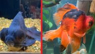 Legenda o Čudovištancetu: Niko ga nije hteo pa je ova akvarijumska ribica izgubila boju
