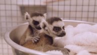 Prstenorepi lemur spada u ugroženu vrstu: Rođeni blizanci u zoološkom vrtu