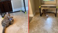 A neko za ovo ozbiljno trenira: Mačka dominira ispred gola