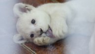 Stigla prinova u beogradski zoo-vrt: Upoznajte krznenu lepoticu Koviljku, mladunče belog lava!
