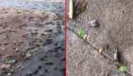 Jezive scene iz Podgorice: Stotine mrtvih vrabaca preplavile ulice