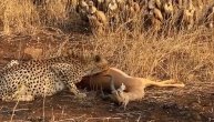 UZNEMIRIJUĆE! Gepard ščepao impalu za vrat, pa počeo da je žvaće naočigled svih