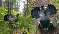 Gluv i zaljubljen kao tetreb: Ovaj planinar "čačkao" veliku pticu pa umalo dobio batine