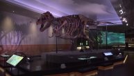 Pronađen fosil do sada nepoznatog dinosaurusa za kog se veruje da je star 115 miliona godina